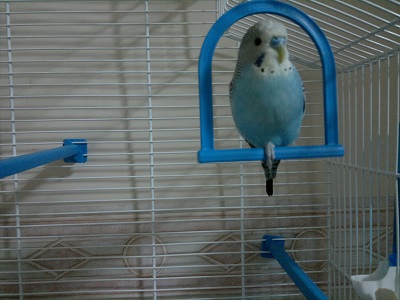 Perchà© fanno cosà¬?